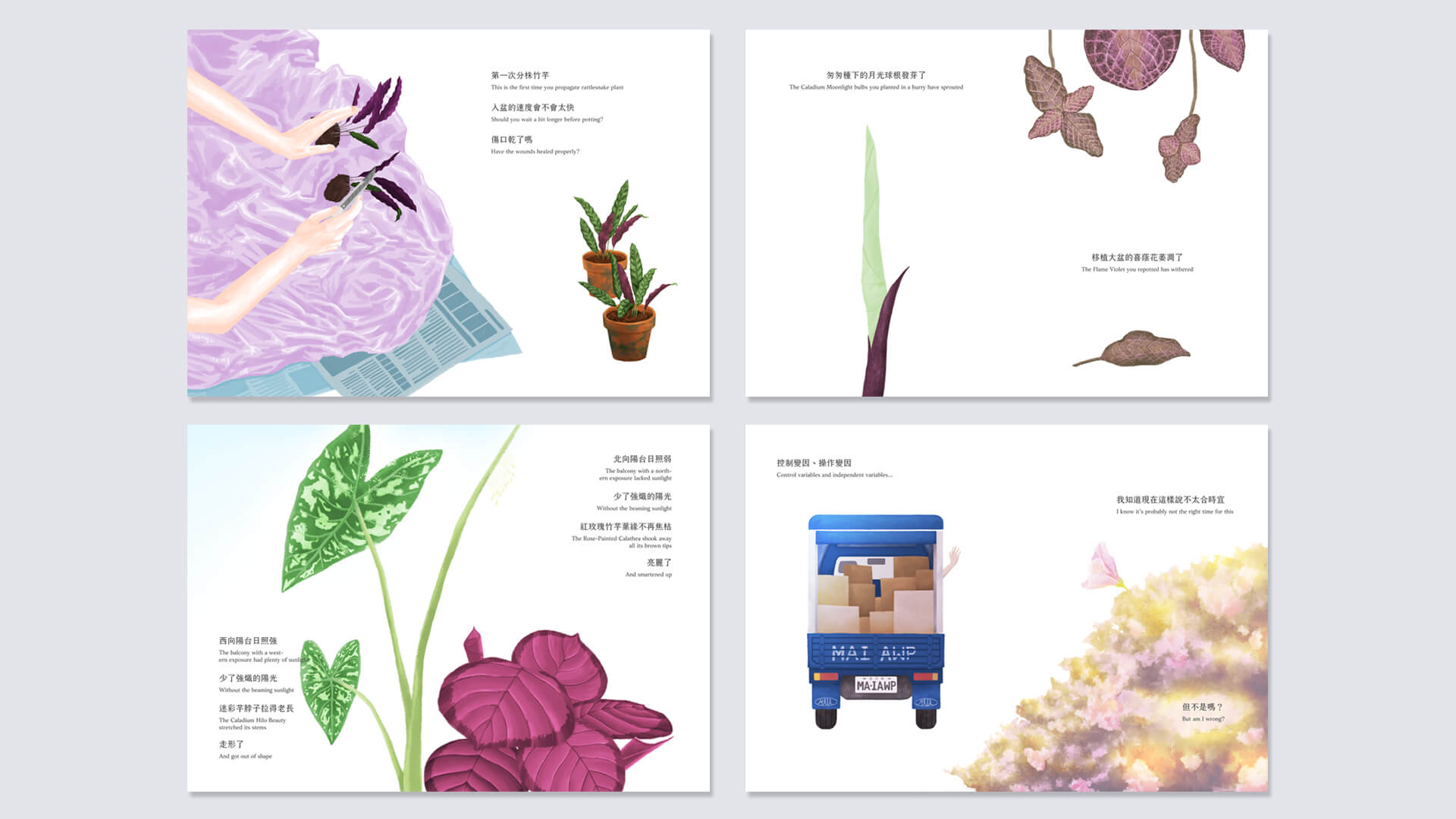 圖文小誌 熱浪帶走了薄荷2